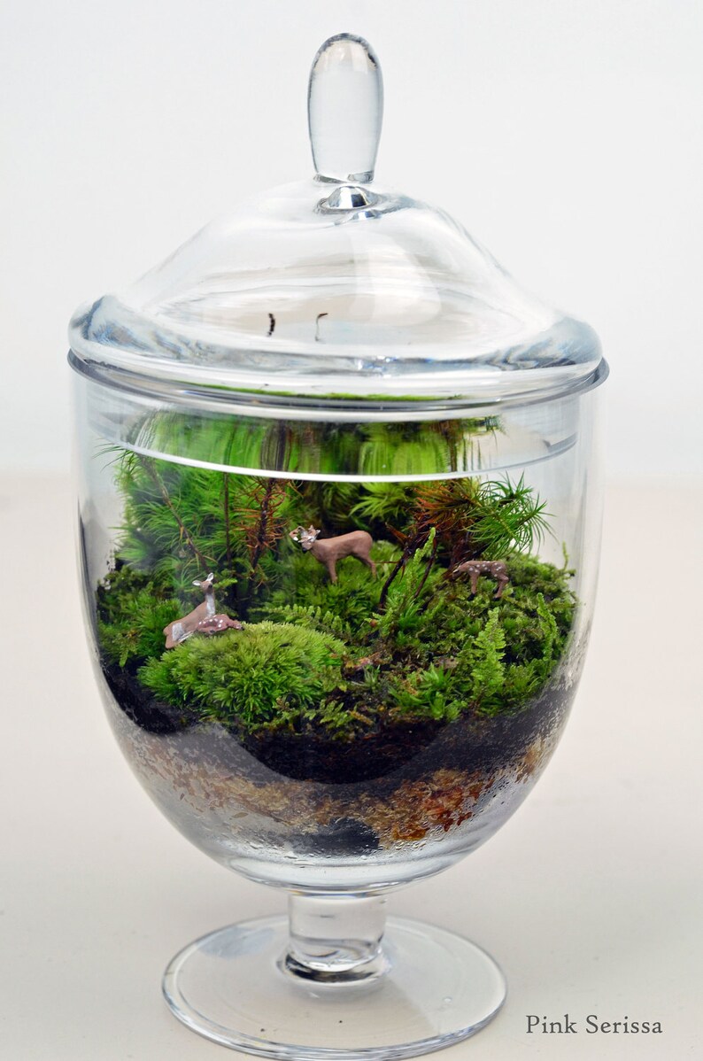Terrarium // Live Moss // Deer Figures // Miniature Apothecary Etsy