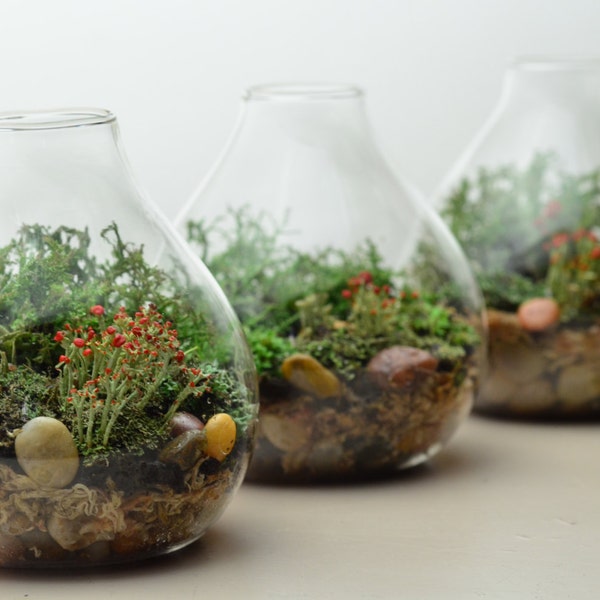 Lichen Terrarium // Forest // Teardrop Vase // Home and Living // Green Gift Ideas // Home Decor// Indoor Garden