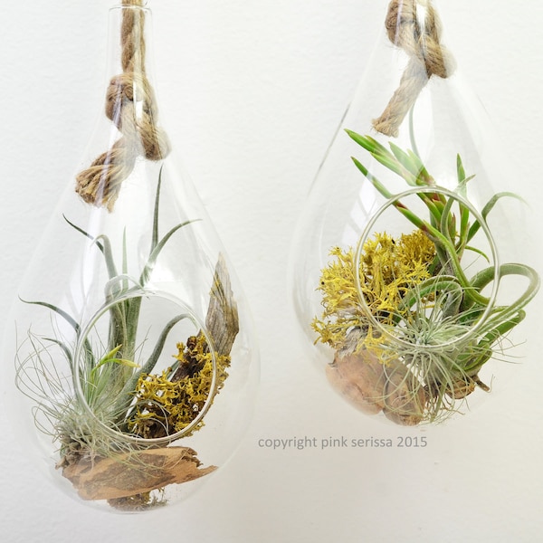 Rope terrarium // air plant - lichen terrarium // hanging terrarium // living home decor // green gift