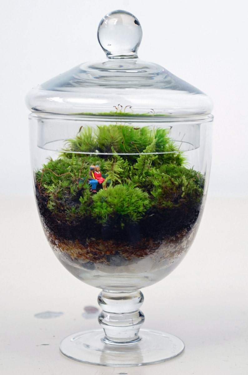 DIY Terrarium kit // Live Moss // Little People // Glass Etsy
