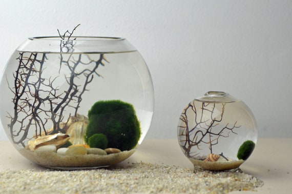 9CM Footed Glass Vase Marimo Ball Fluorite Gravels Shells Black Fan Coral Unique Gift for Friends Desk Decor SALE Marimo Terrarium Kit