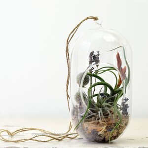 terrarium pinkserissa