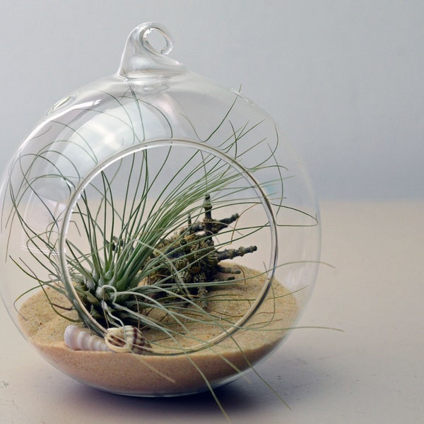 Air Plant Terrarium Small // Beach// Hanging Glass Orb// Sea Urchin // Sand // Shells // Home and LIving // Green Gift