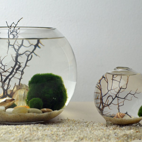 Marimo Terrarium - Japanese Moss Ball Aquarium - Fishbowl Glass Vase - Giant Marimo - Home Decor - Green Gift
