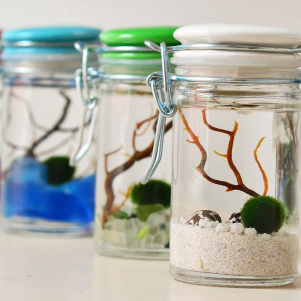 Marimo Japanese Moss Ball - Aquatic Terrarium  - Mini Jar with ceramic lid - Green Gift