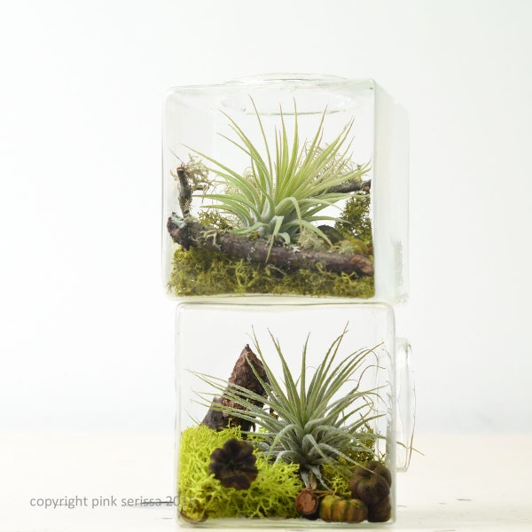Miniature Geometric Air Plant Terrarium// Glass Cube// Home Decor// Green Gift// Tabletop Terrarium// Hostess Gift