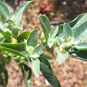 May include: Close-up of a plant with green leaves and small yellow flowers. The leaves are oval-shaped and have a smooth texture. The plant appears to be in a natural outdoor setting, with a blurred background.