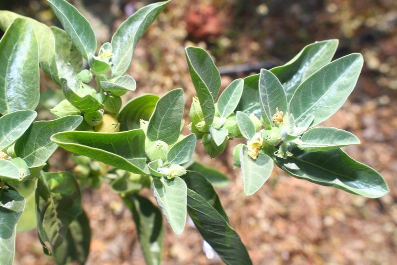 May include: Close-up of a plant with green leaves and small yellow flowers. The leaves are oval-shaped and have a smooth texture. The plant appears to be in a natural outdoor setting, with a blurred background.
