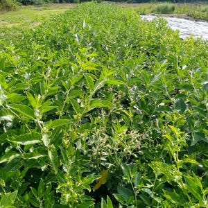 May include: A field of lush, green plants with broad leaves, possibly a crop. The plants are densely packed, creating rows that stretch into the distance. The image is taken outdoors, with trees and a field in the background.