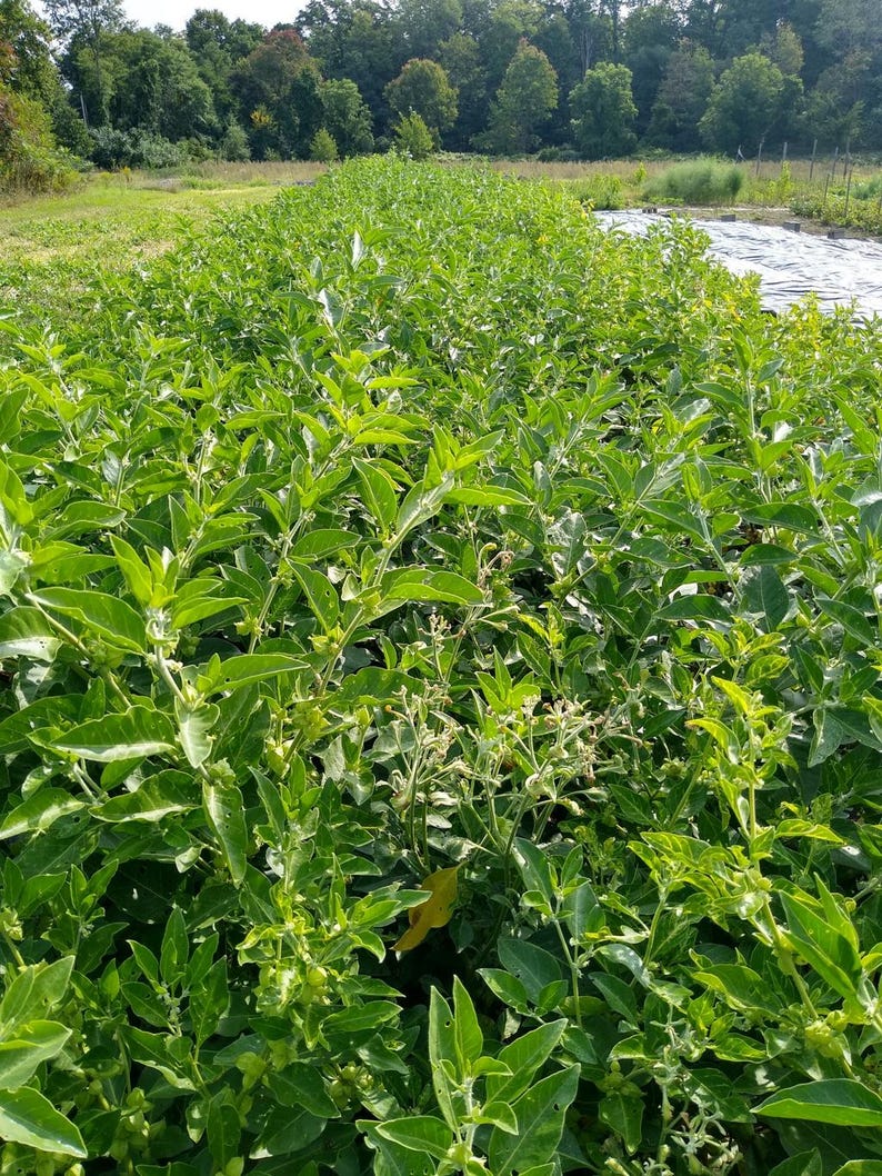 May include: A field of lush, green plants with broad leaves, possibly a crop. The plants are densely packed, creating rows that stretch into the distance. The image is taken outdoors, with trees and a field in the background.