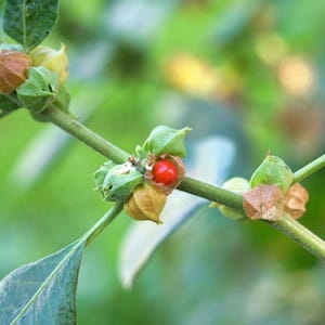 May include: Close-up of an Ashwagandha plant branch with green leaves, small green pods, and a single red berry. The plant is set against a blurred green background, highlighting the natural details of the plant.
