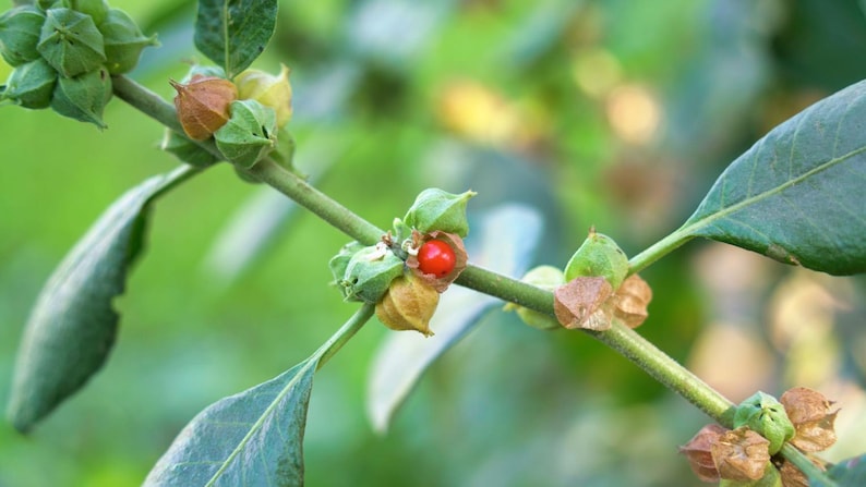 May include: Close-up of an Ashwagandha plant branch with green leaves, small green pods, and a single red berry. The plant is set against a blurred green background, highlighting the natural details of the plant.
