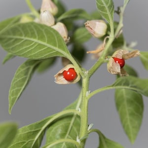 May include: Close-up of a plant stem with green leaves and small, beige seed pods. Bright red berries are visible, some partially exposed. The background is a soft gray.