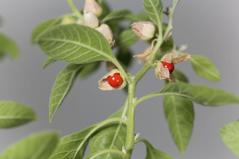 May include: Close-up of a plant stem with green leaves and small, beige seed pods. Bright red berries are visible, some partially exposed. The background is a soft gray.