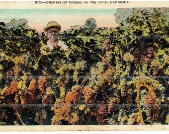 Postcard Vintage California Clusters of Grapes on the vine, agriculture, Grapes, Farming