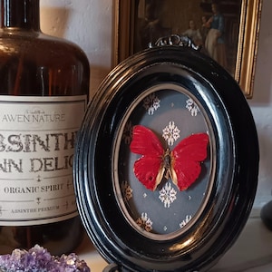 Victorian Oval Frame with Preserved Red Butterfly – Gothic Wall Decor, Antique Metal Frame, Cabinet of Curiosities Art