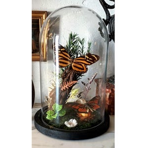 Peut inclure: Une cloche en verre sur une base noire, présentant une exposition de papillons. Deux papillons orange et noirs se posent sur un morceau de bois flotté, entourés de verdure et d'une petite fleur blanche. Le dôme transparent offre une vue complète.