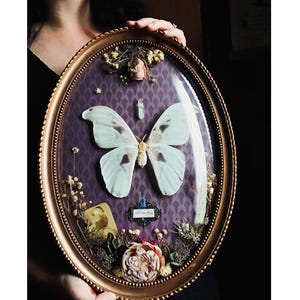 Puede incluir: Una vitrina ovalada con marco dorado que presenta una gran mariposa pálida con manchas oscuras. La mariposa está centrada en un fondo morado estampado, rodeada de flores secas y una pequeña fotografía. La vitrina es sostenida por una persona.