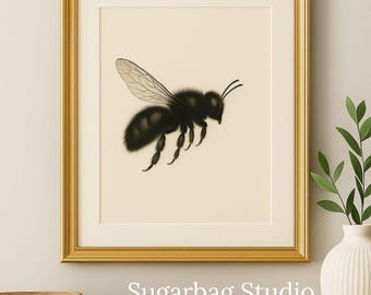 Stingless Bee Vintage Print – Natural History Entomology Wall Art – Antique Insect Illustration