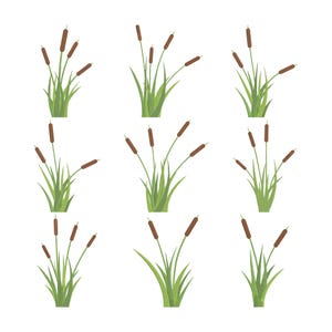May include: Nine illustrations of cattails, each with brown cylindrical seed heads and green, slender leaves. The cattails are arranged in a grid pattern against a white background. The plants vary slightly in their arrangement.