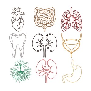 Peut inclure: Illustrations de différents organes humains en style linéaire : cœur, intestins, poumons, dent, reins, vessie, arbre, reins et estomac. Les dessins sont en noir, marron, rouge, vert et beige sur fond blanc.