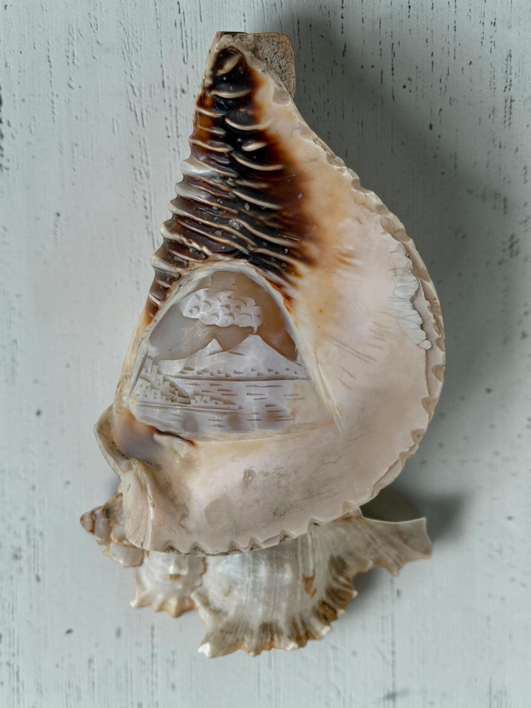 Cameo shell lamp - Etsy 日本