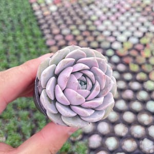 May include: A small succulent plant featuring tightly packed, rounded leaves in a soft pastel lavender and pale green color palette. The plant is arranged in a symmetrical rosette pattern, with the leaves overlapping to form a dense, circular shape.