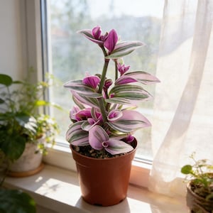 Wedding Spider Plant - Etsy