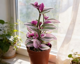 Live Trailing Succulent,Tradescantia Nanouk,Rare Plants for wedding decor Gardening Mother's Day gift