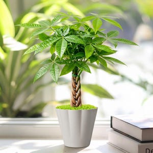 May include: A Pachira aquatica plant with a braided brown trunk and vibrant green palmate leaves. The plant is potted in a white, fluted ceramic container filled with bright green moss at the base, sitting on a flat surface.