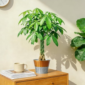 Real Money Tree - Etsy