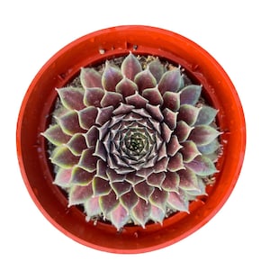 May include: A top-down view of a Sempervivum succulent plant with pointed, fleshy leaves in shades of deep purple and green, arranged in a tight, symmetrical rosette pattern, housed in a round, bright orange plastic nursery pot.