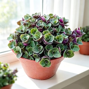 Live succulent Callisia Repens Sedum Turtle Vine Live Trailing Houseplant  Low Maintenance Indoor & Outdoor Groundcover