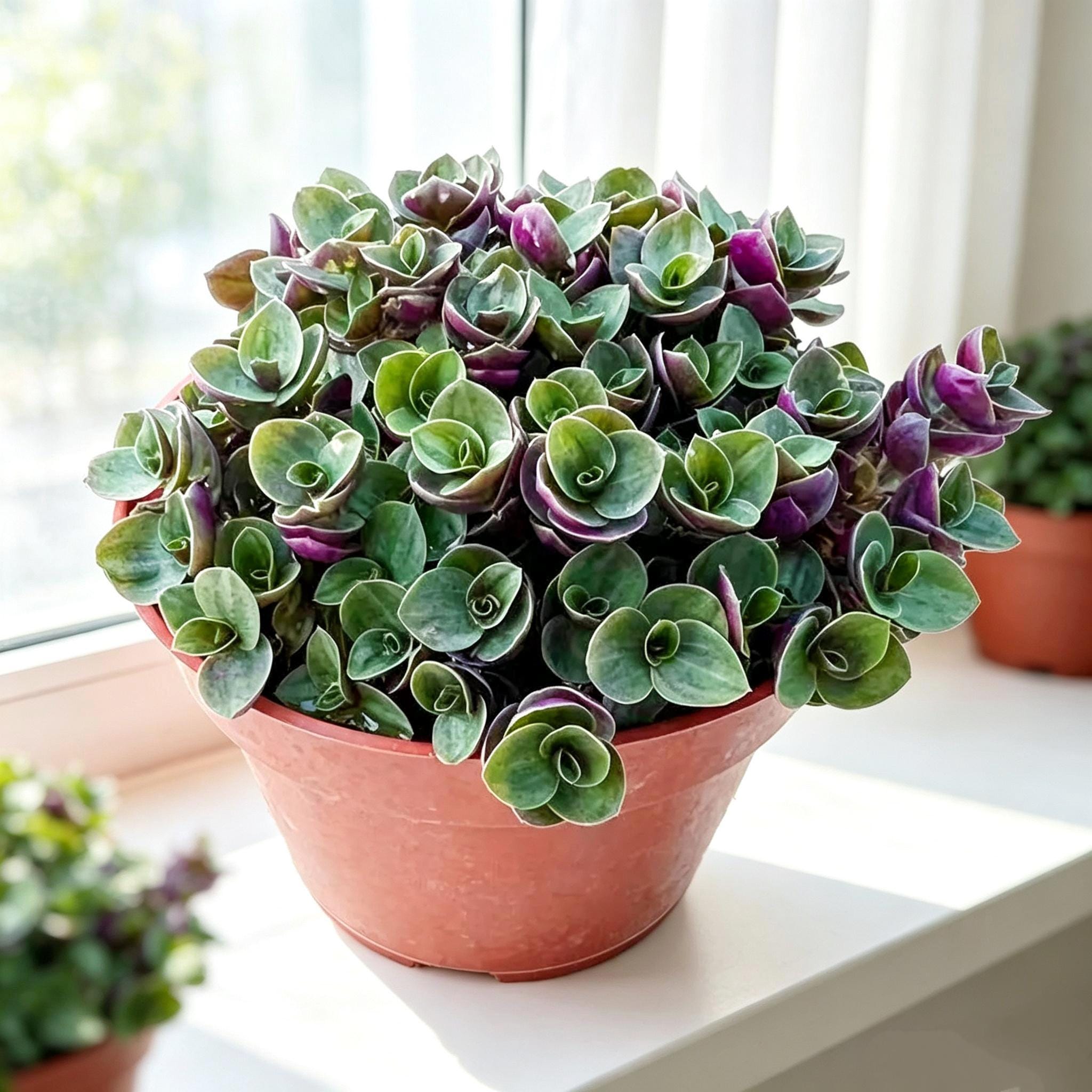 Purple Jade Plant - Etsy