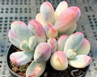 Live Rooted Succulent Cotyledon orbiculata cv variegated Pink Variegated Plant for Windowsill,Garden Gift