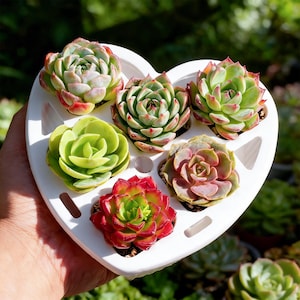 May include: A white, heart-shaped planter filled with six colorful succulents. The succulents display shades of green, red, and pink. The planter is held in a person's hand, with a blurred green background.