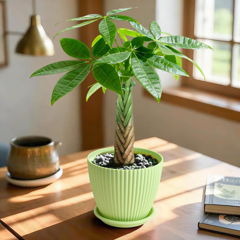 May include: A money tree plant with a braided trunk and vibrant green leaves, potted in a light green, vertically ribbed plastic planter with a matching saucer, filled with dark decorative stones on top of the soil surface.