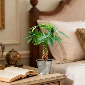 May include: A Pachira aquatica money tree plant with a braided trunk and vibrant green palm-like leaves. The plant is potted in a small, round, metallic silver-colored bucket with horizontal ridges along the exterior surface of the container.