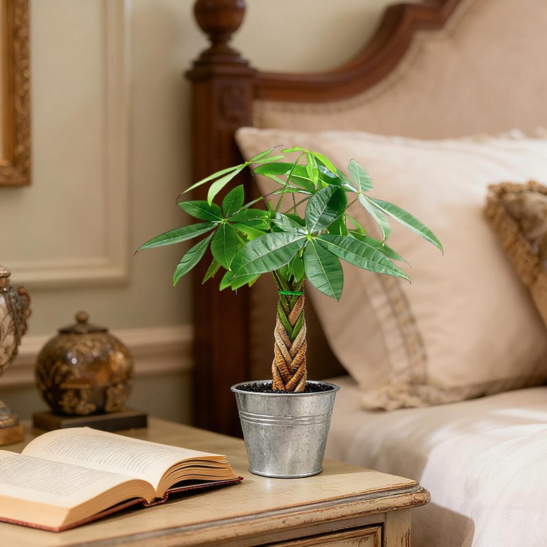 May include: A Pachira aquatica money tree plant with a braided trunk and vibrant green palm-like leaves. The plant is potted in a small, round, metallic silver-colored bucket with horizontal ridges along the exterior surface of the container.