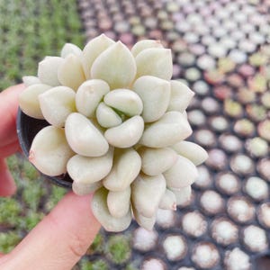 Rare  Echeveria  Succulent  Live Rosette Plant for Indoor Decor, Windowsill & Plant Lover Gifts (2''pot)