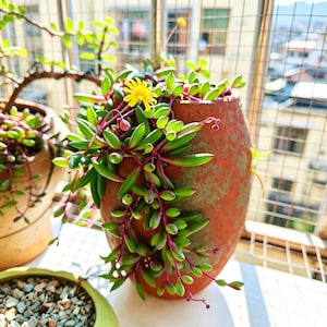 May include: A terracotta-colored, oval-shaped pot filled with a succulent plant. The plant has small, green, oval-shaped leaves with red stems and a small yellow flower. The pot is placed on a white surface with a view of a building in the background.