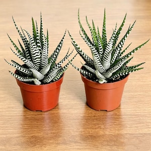 May include: Two small potted zebra plants. The plants have green, pointed leaves with white horizontal stripes. The pots are a reddish-brown color and sit on a light brown wooden surface. The plants are a popular houseplant.
