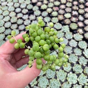 May include: A small, black pot holds a String of Pearls succulent plant. The plant features vibrant green, spherical leaves that cascade over the pot's edge. The background is filled with other small succulent plants.