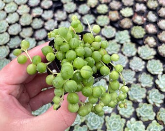 2" String of Pearls, Live Trailing Succulent, Rare House Plant, Fully Rooted in Pots