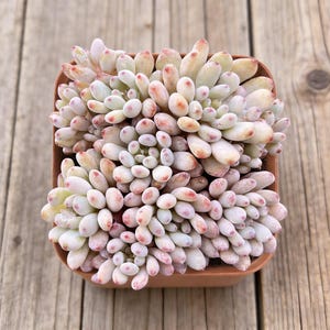 Live Succulent Plant,Graptopetalum pachyphyllum 'Bluebean'in 2''pot,Plant Gift