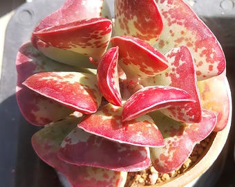 Live Rare Succulent,Adromischus triflorus 'Calico Hearts' Succulent,Heart-Shaped Plant for Gift Favor