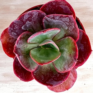 May include: A succulent plant with thick, fleshy leaves arranged in a rosette pattern. The inner leaves are light green, while the outer leaves transition to a deep, vibrant red color. The surface of the leaves appears to have a slight sheen.