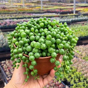 May include: A Senecio rowleyanus plant, commonly known as string of pearls, featuring numerous spherical, pea-shaped green leaves trailing over the sides of a round, terracotta-colored plastic pot. The succulent foliage is dense and vibrant.