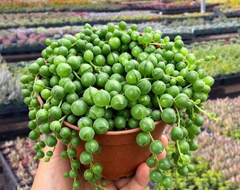 String of Pearls Live Trailing Succulent, Rare Hanging Plant, Gift for Plant Lover,Home Office Decor,DIY Projects