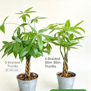 May include: Two Pachira aquatica plants in galvanized metal pots. The left plant features 5 braided trunks with the text 5 Braided Trunks Fuller Look. The right plant features 4 braided slim trunks with the text 4 Braided Slim Slim Trunks Budget Friendly.